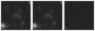 Missing file PGC2582809-custom-montage-W1W2.png