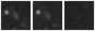 Missing file SDSSJ144948.75+362347.3-custom-montage-W1W2.png