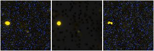 Missing file NGC5846_MTT2005_014-custom-montage-FUVNUV.png