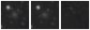 Missing file SDSSJ145632.21+550146.8-custom-montage-W1W2.png