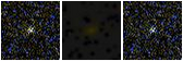Missing file SDSSJ150100.85+010049.8-custom-montage-FUVNUV.png