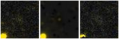 Missing file SDSSJ150634.25+001255.6-custom-montage-FUVNUV.png
