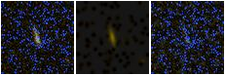 Missing file PGC1145574-custom-montage-FUVNUV.png