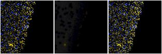 Missing file SDSSJ153705.06+244644.2-custom-montage-FUVNUV.png