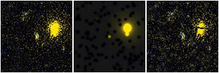 Missing file SDSSJ170129.62+224352.4-custom-montage-FUVNUV.png